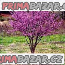Cercis Chinensis - Zmarlika čínská - stratifikovaná semena