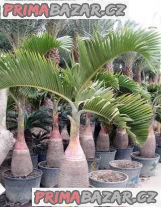 semena palma Hyophorbe lagenicaulis