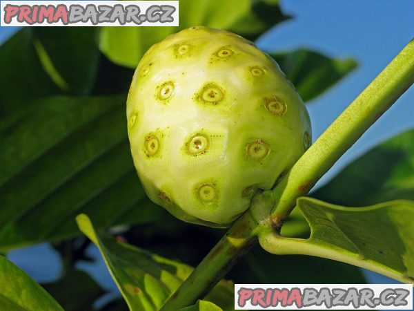 Noni citrusolistá (Morinda citrifolia) - semena