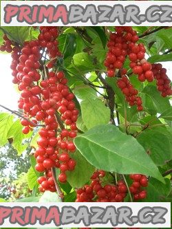 Schizandra - Klanopraška Čínská - semena