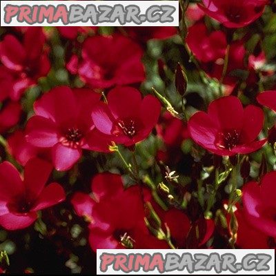 Len velkokvětý Rubrum - semena