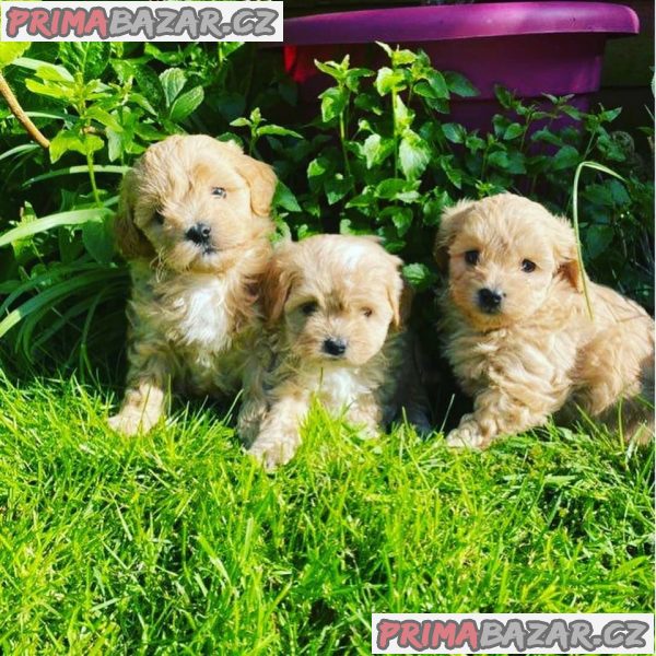 milující Cockapoo připravený k adopci. – fotografie 1