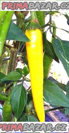 Chilli Cayene Pepper Gold - semena