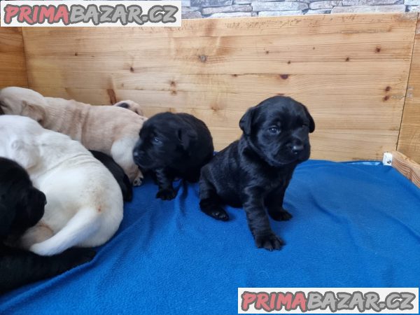 Labrador retriever - štěně s PP – fotografie 2