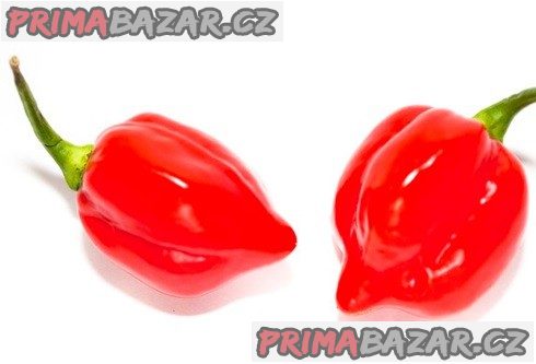 Red Savina - semena