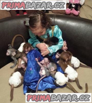 rozkošné kapucínské opice k adopci – fotografie 1
