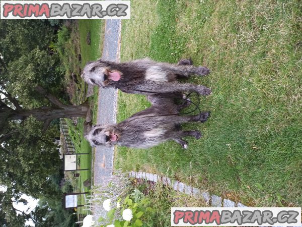 Deerhound (Skotský jelení pes) – fotografie 4