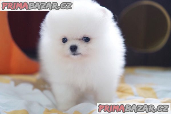 T-Cup Pomeranian Štěňata – fotografie 1
