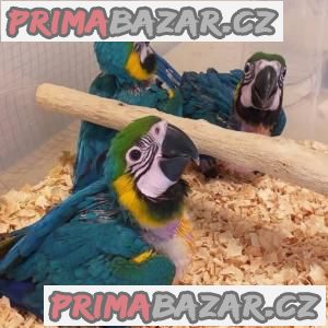 k dispozici různé druhy ptáků. – fotografie 1