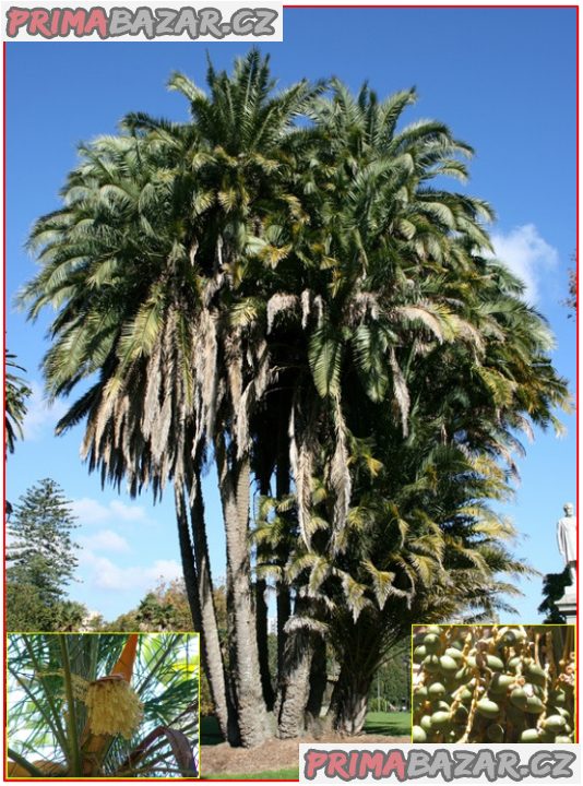 sazenice Palma Phoenix reclinata