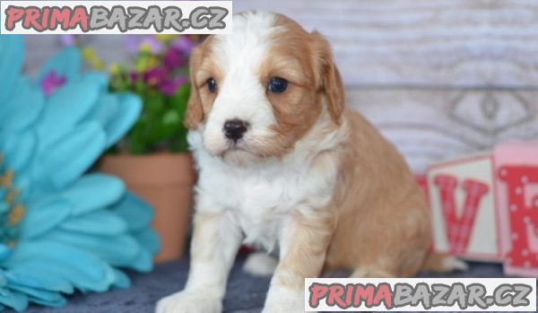 3 Registrovaná štěňata Cavapoo – fotografie 1