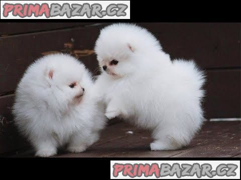 Rozkošná štěňata Pomeranian rodokmenu – fotografie 1
