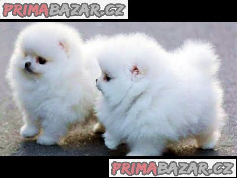 Dvě úžasná T-Cup pomeranianská štěňata – fotografie 1