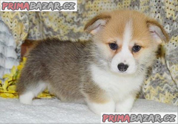 Pembroke štěňata Welsh Corgi – fotografie 1