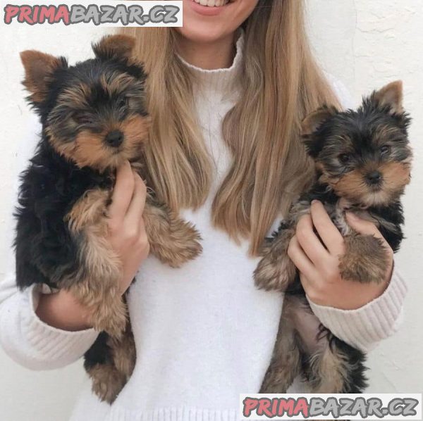 Little Yorkie štěňata k ADOPCI – fotografie 1