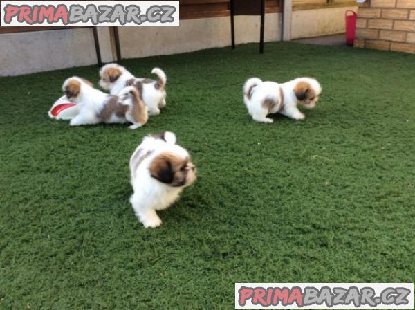 Krásná štěňata shih tzu s rodokmenem pro milující domovy – fotografie 1
