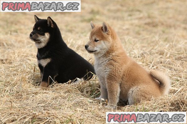 Rozkošná domácí štěňata Shiba Inu – fotografie 1