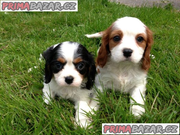 Ohromující štěňata kavalíra King Charles – fotografie 2