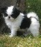 Fantastická štěňata Japanese Chin k dispozici