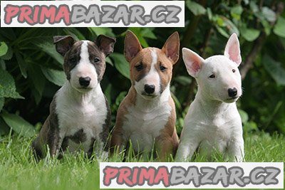štěňata bulteriéra a pejska k adopci – fotografie 1