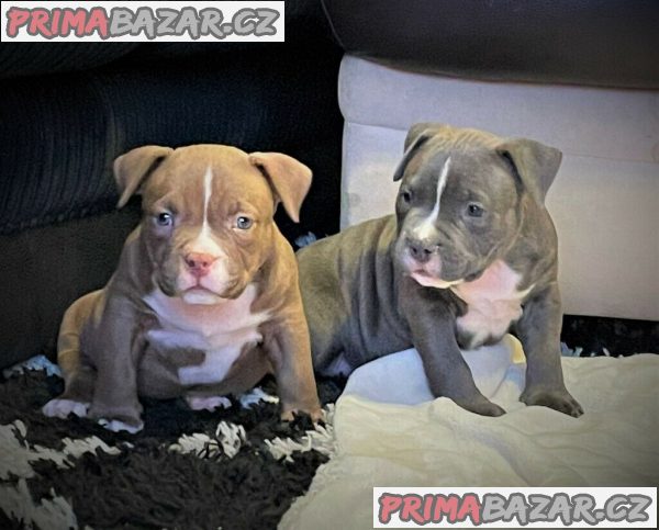 Čistokrevná zdravá štěňata amerického tyrana k adopci Bully – fotografie 1