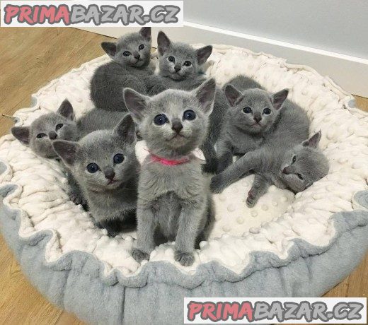 Ruská modrá koťátka pro dobré domovy pro pejsky i fenky mi napište email – fotografie 1