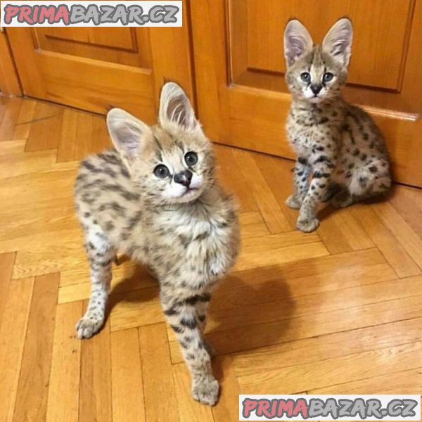 Mám k adopci 6 krásných koťátek Savannah. – fotografie 1