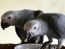 Upovídaný samec a samice DNA afrických šedých papoušků