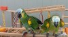 Kvalitní samci a samice Amazon DNA Parrots připraveni