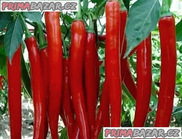 Sazenice chilli Top product
