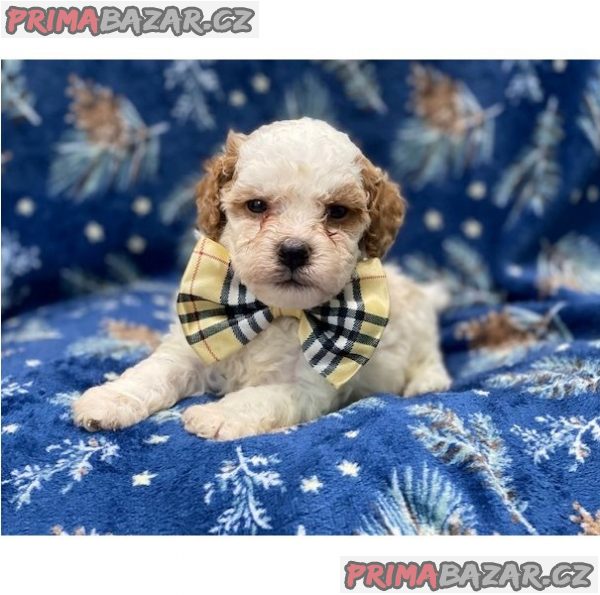 Nádherný! Cavapoo štěňata