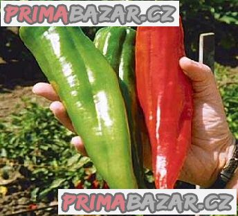 Sazenice Chilli Big Jim