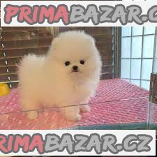 Nemecký špicMini pomeranian bez PP – fotografie 1