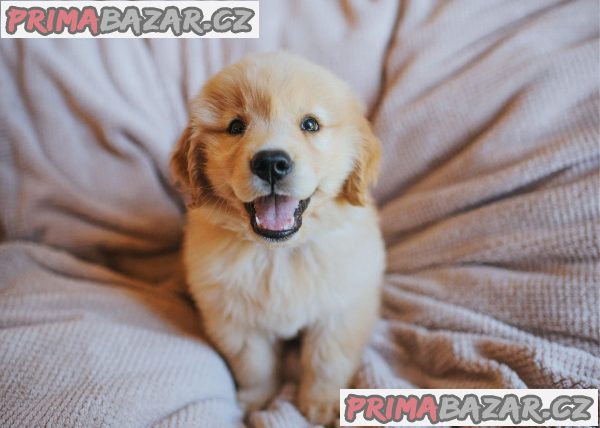 Zlatý retrívr na prodej bez PP – fotografie 1