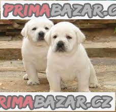 Labradorský retriever bez PP – fotografie 1