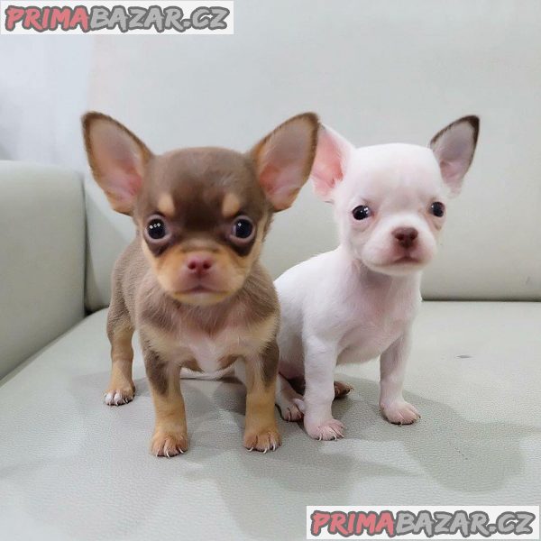 Civava na prodej bez PP – fotografie 1