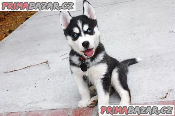 Sibiřský husky štěňata