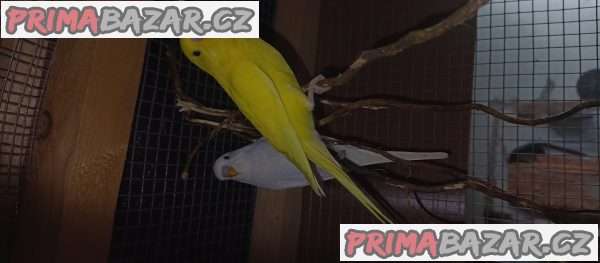 Prodám – fotografie 1