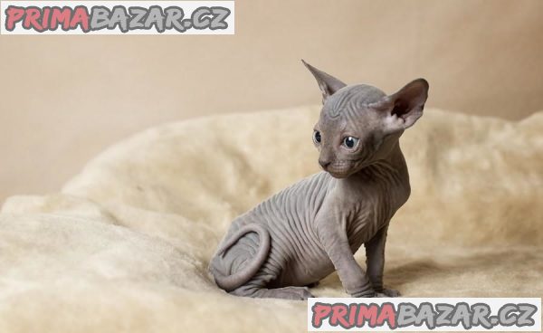 Registrované mačiatka Sphynx – fotografie 1