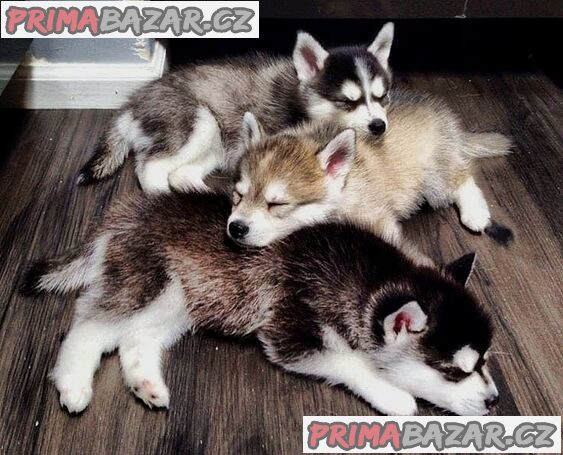 K dispozici štěňata sibiřského husky Whatsapp_Viber me přímo na +306973610648 – fotografie 1