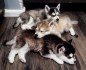 K dispozici štěňata sibiřského husky Whatsapp_Viber me přímo na +306973610648