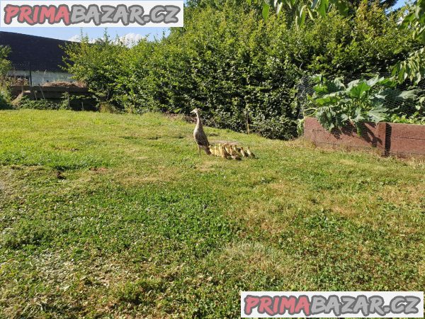Indický běžec – fotografie 1