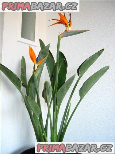Sazenice Strelitzia reginae vel. cca 10-15 cm, 2-3 listy – fotografie 1