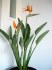 Sazenice Strelitzia reginae vel. cca 10-15 cm, 2-3 listy