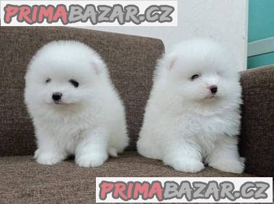 Čistokrevná štěňata pomeranianů k dispozici – fotografie 1