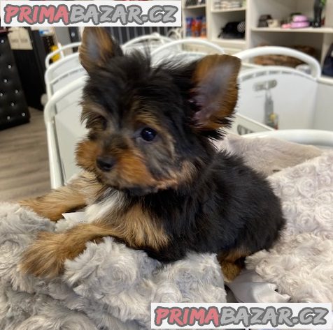 Yorkshire terrier – fotografie 1