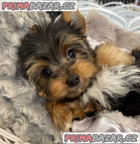 Yorkshire terrier – fotografie 2
