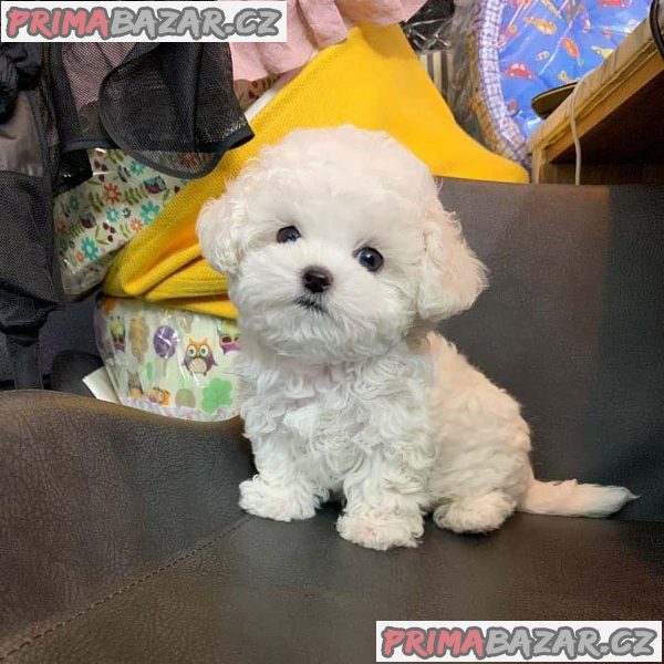 Pedigree Maltese Fija porodila 4 zdravá štěňátka. – fotografie 1