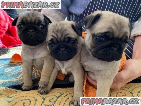 vrhu 5 zdravých kc reg mopsů mám k dispozici 2 ks – fotografie 2