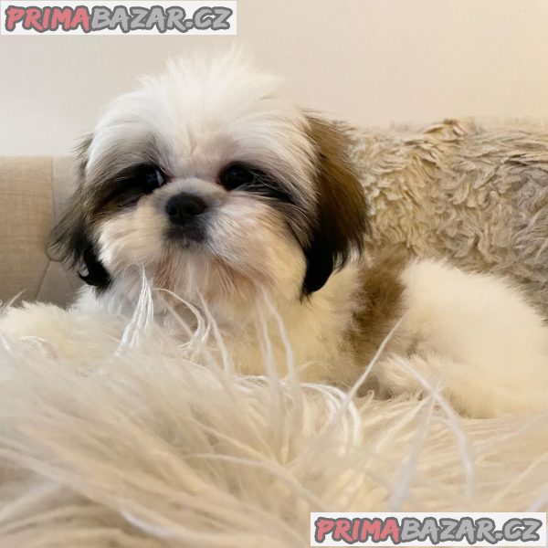 S potěšením oznamujeme bezpečný příjezd krásného Shih Tzu – fotografie 1